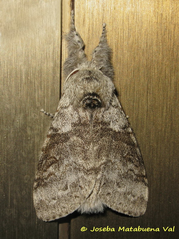 Calliteara pudibunda - Erebidae Lymantriinae